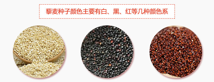 藜麥種子顏色主要有白、黑、紅等幾種顏色系，營(yíng)養(yǎng)成分相差不大，其中白色口感好，黑、紅色口感相對(duì)差些，籽粒也較小。
