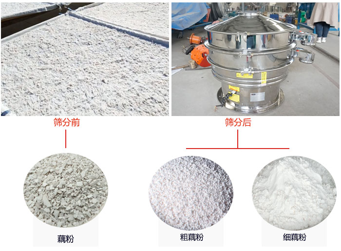 蓮藕淀粉曬干，采用304不銹鋼材質(zhì)藕粉振動(dòng)篩篩分后前后對比效果圖展示。