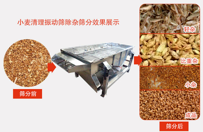小麥清理振動(dòng)篩小麥篩分效果展示圖可同時(shí)篩分出輕雜，比重雜，小雜，成品等四個(gè)等級(jí)。